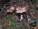 Cortinarius helvolus image