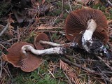 Cortinarius helvolus image