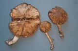 Cortinarius helvolus image