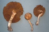 Cortinarius helvolus image