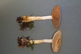 Cortinarius epipoleus image