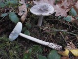 Amanita constricta image