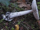 Amanita constricta image