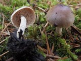 Hebeloma candidipes image