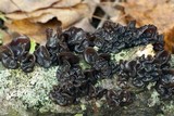 Exidia recisa image