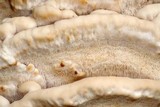 Climacodon septentrionalis image