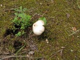 Agaricus silvicola image