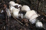 Entoloma abortivum image