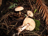 Lepiota castaneidisca image