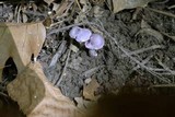 Inocybe lilacina image