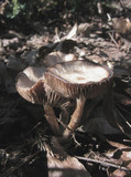Psathyrella bipellis image