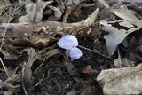 Inocybe lilacina image