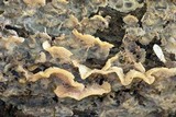 Merulius tremellosus image