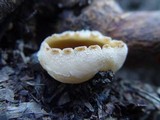 Cheilymenia granulata image