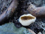 Cheilymenia granulata image