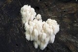 Hericium americanum image