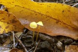 Mycena crocea image