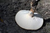 Polyporus radicatus image