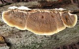 Xanthoporia radiata image