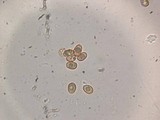 Tubaria punicea image