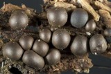 Lycogala epidendrum image
