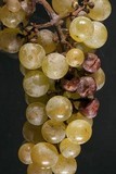 Botrytis cinerea image