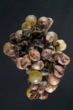 Botrytis cinerea image