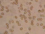 Gymnopilus picreus image
