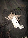 Helvella maculata image