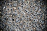 Hypoxylon multiforme image