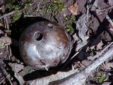 Calvatia cyathiformis image