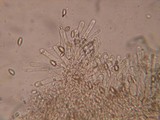 Hebeloma candidipes image