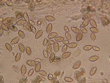 Hebeloma candidipes image