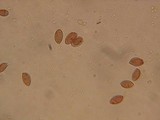Hebeloma candidipes image