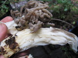 Helvella maculata image