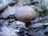 Rhodocollybia butyracea image