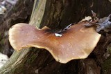 Royoporus badius image