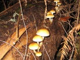 Hypholoma capnoides image