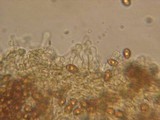 Gymnopilus picreus image