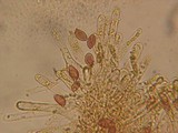 Gymnopilus picreus image