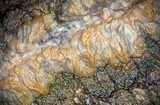 Phlebia radiata image