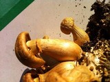 Phaeolepiota aurea image