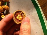 Phaeolepiota aurea image