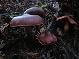 Cortinarius californicus image