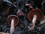 Cortinarius californicus image