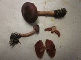 Cortinarius californicus image