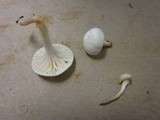 Hygrocybe russocoriacea image