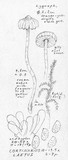 Cortinarius laetus image