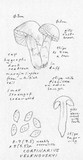 Cortinarius velenovskyi image