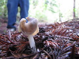 Helvella compressa image
